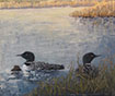 Loon Family